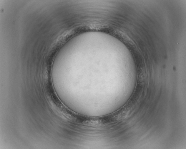 X0000062890639200602031808