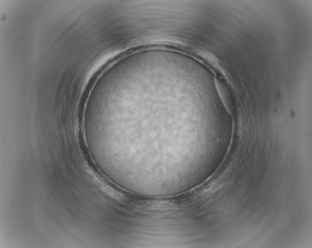 X0000062891024200602031802