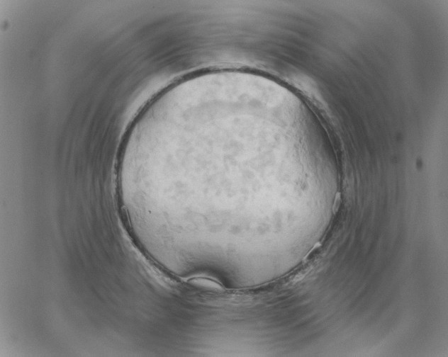 X0000062891183200602031759