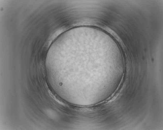 X0000062891337200602031757