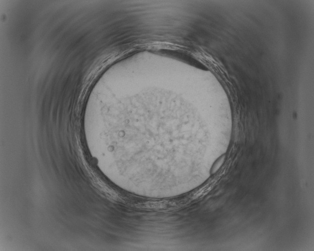 X0000062890049200602101751