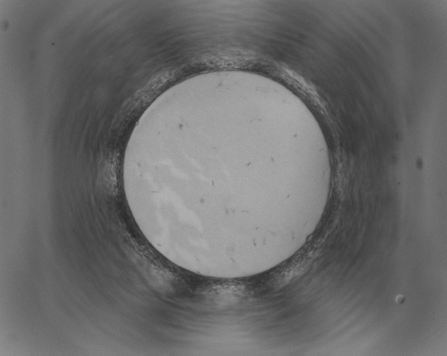 X0000062890065200602101751