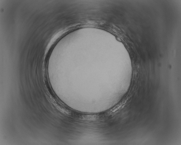 X0000062890102200602101751