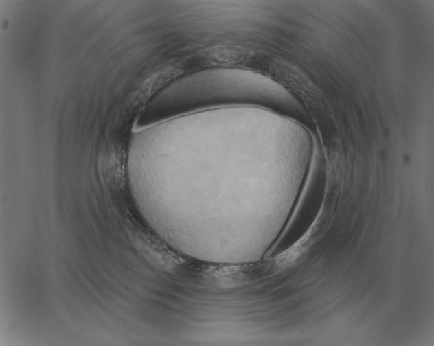 X0000062890186200602101750