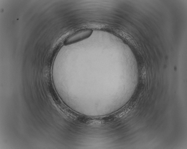 X0000062890352200602101747