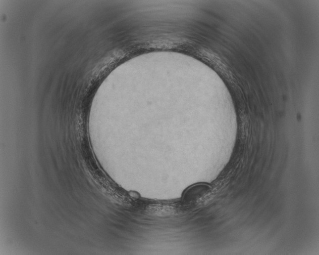 X0000062890354200602101747