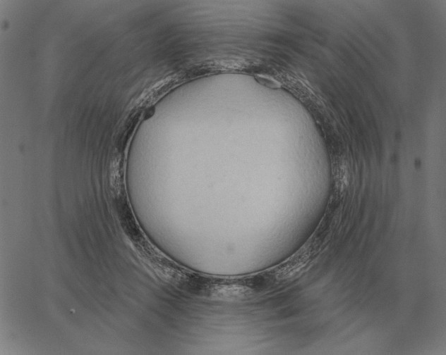 X0000062890360200602101747