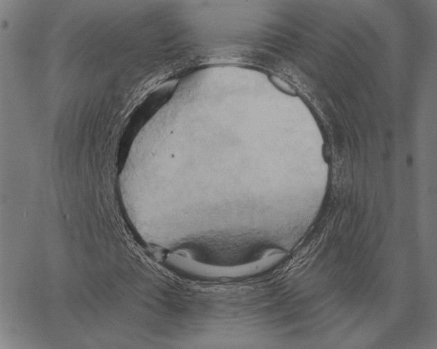 X0000062890385200602101747