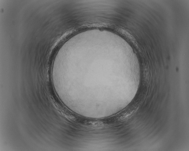 X0000062890395200602101746