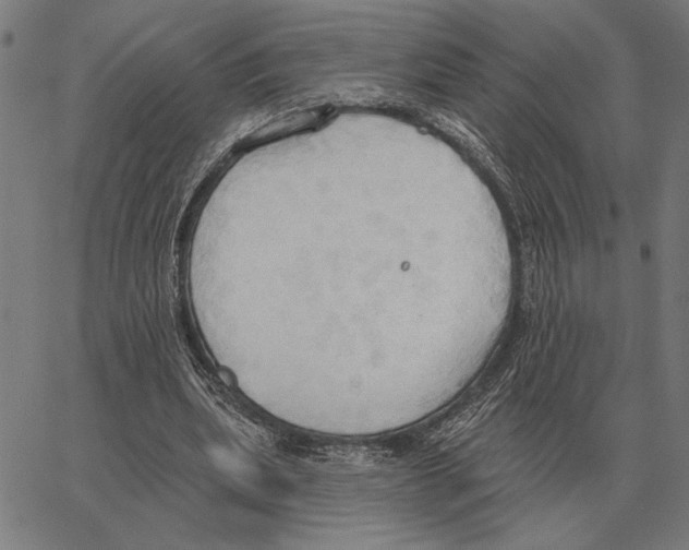 X0000062890439200602101745