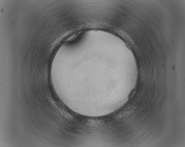 X0000062890442200602101745