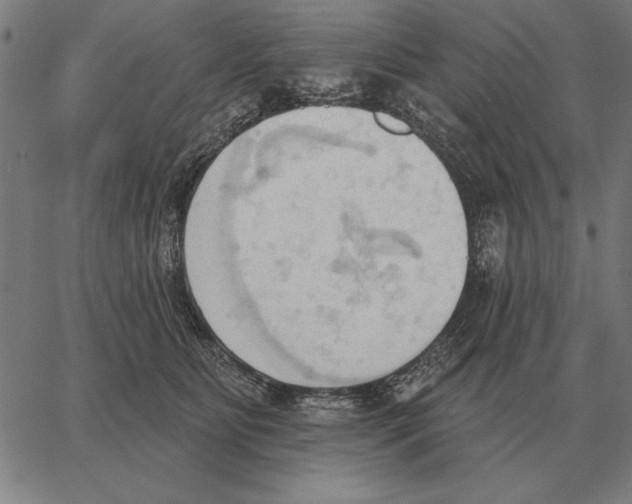 X0000062890515200602101744