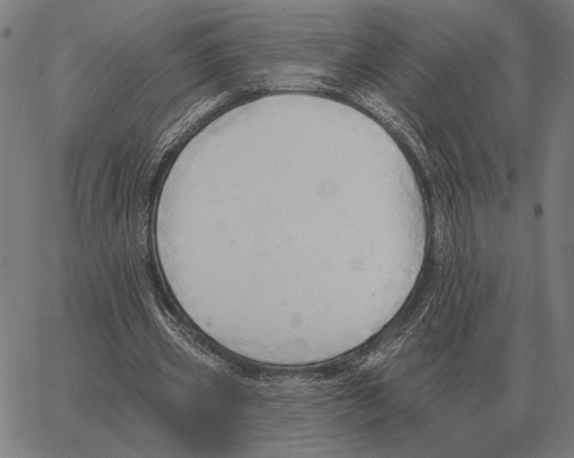 X0000062890533200602101743