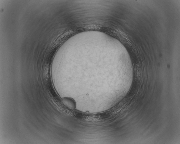 X0000062890550200602101744