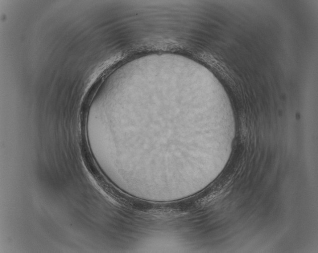 X0000062890630200602101742