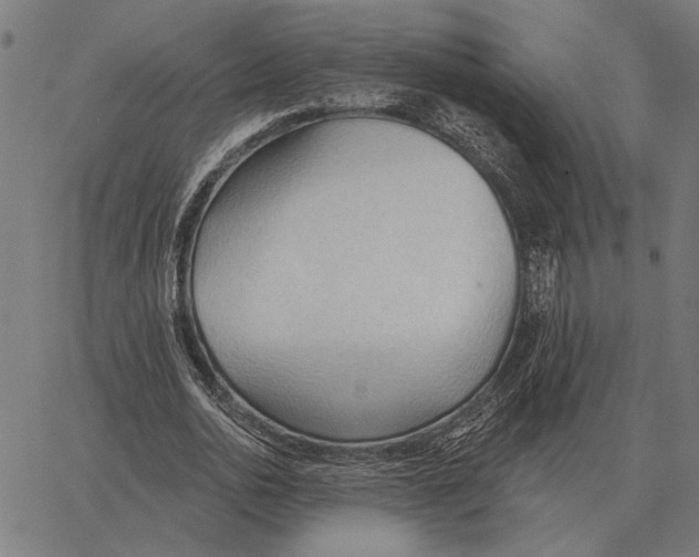 X0000062890726200602101740