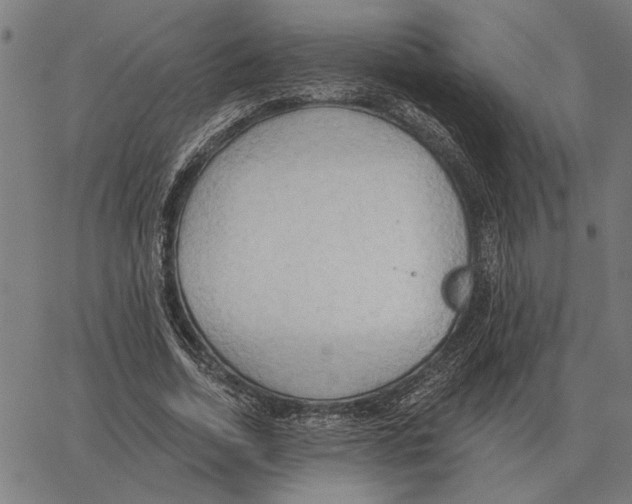 X0000062890730200602101740