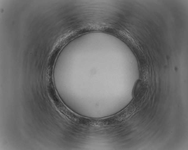 X0000062890736200602101741