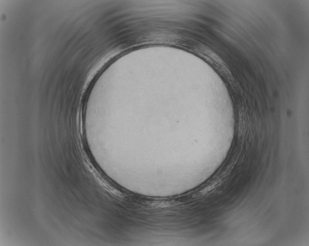 X0000062890796200602101740