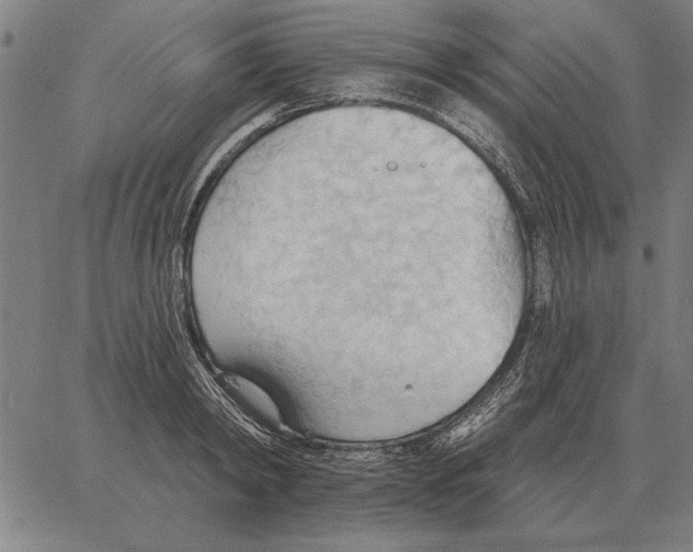 X0000062890798200602101740