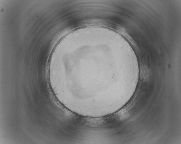 X0000062890856200602101739