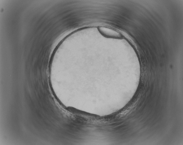 X0000062890951200602101738