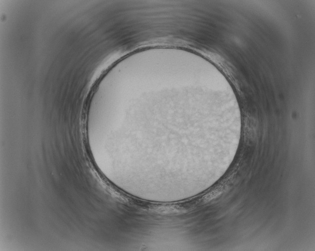 X0000062890998200602101737