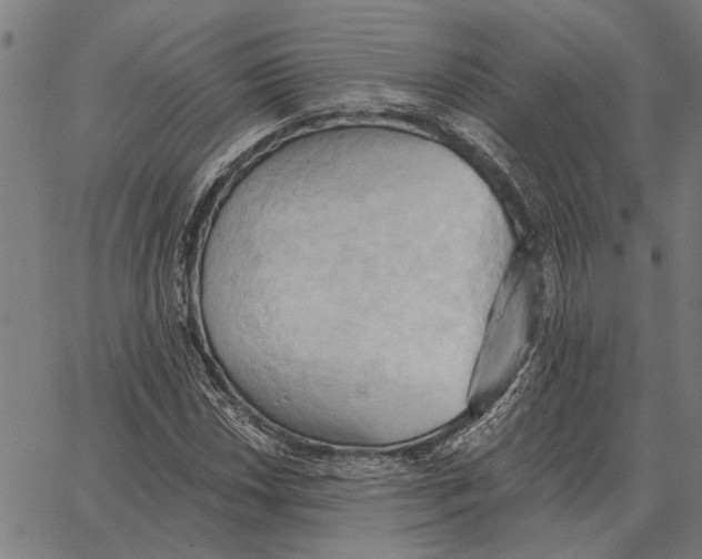 X0000062891018200602101736