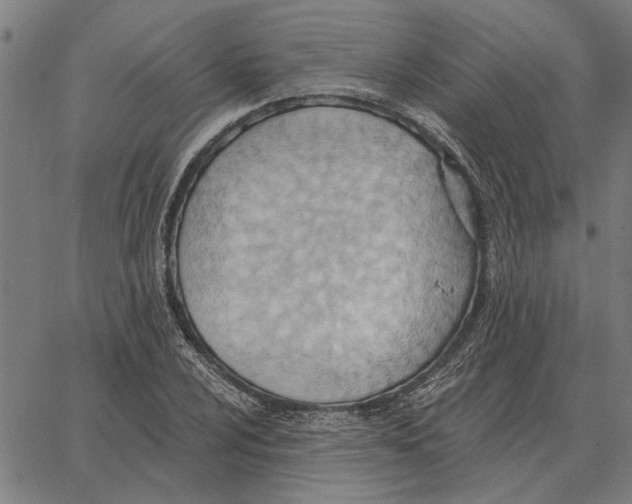 X0000062891024200602101736