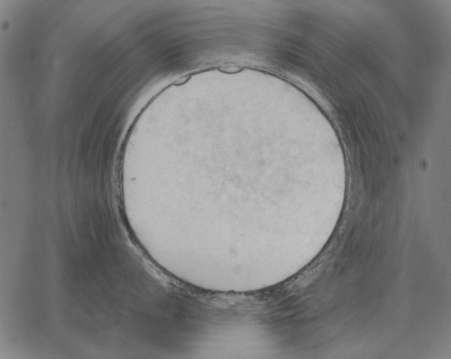 X0000062891056200602101736