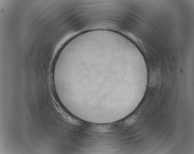 X0000062891086200602101735