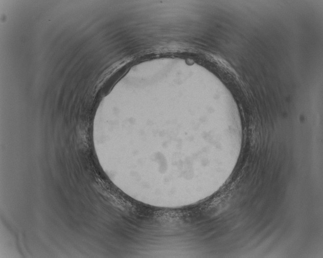 X0000062891217200602101733