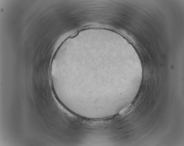 X0000062891247200602101733