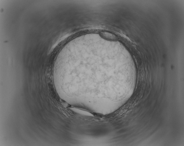 X0000062891255200602101732