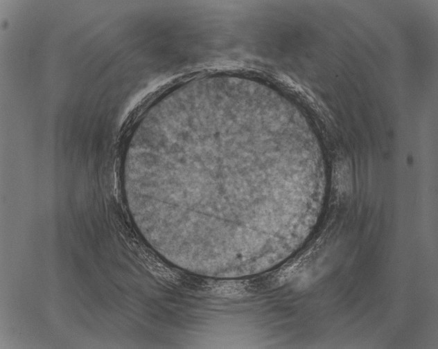 X0000062891262200602101732