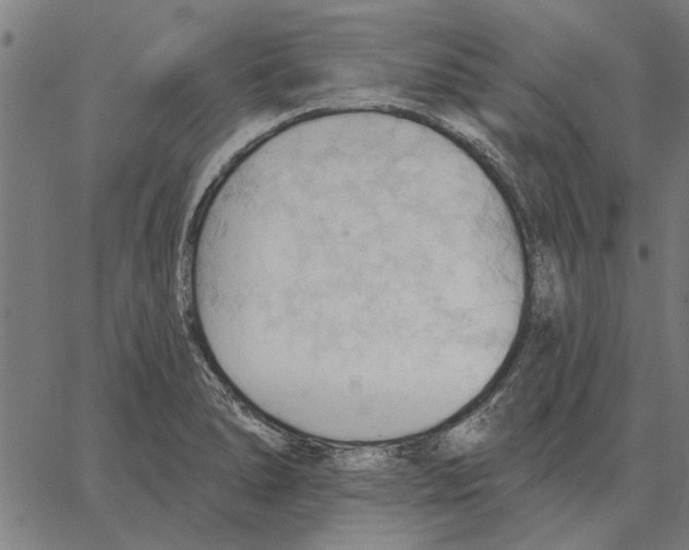 X0000062891278200602101732