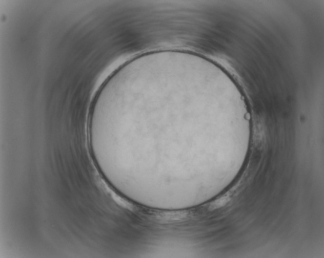 X0000062891294200602101732