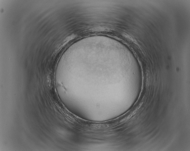 X0000062891305200602101731