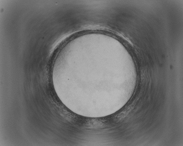 X0000062891311200602101731