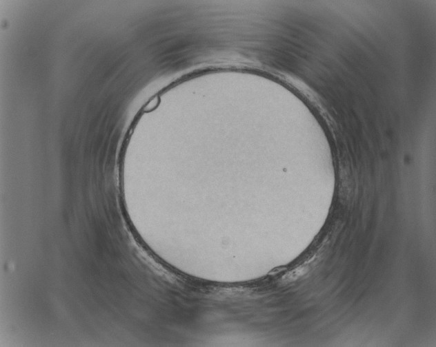 X0000062891335200602101732