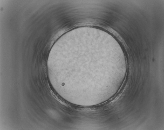 X0000062891337200602101732