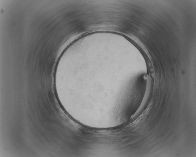 X0000062891341200602101732