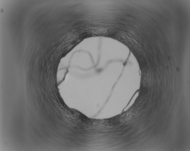 X0000062891345200602101731