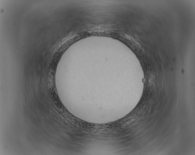 X0000062891350200602101731