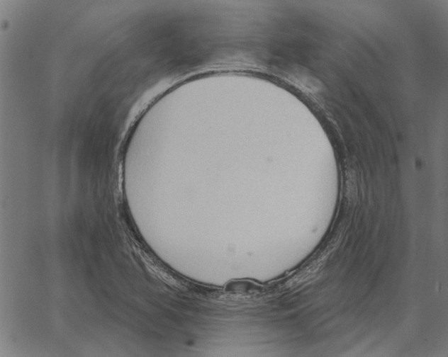 X0000062891366200602101731