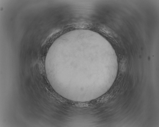 X0000062891446200602101729