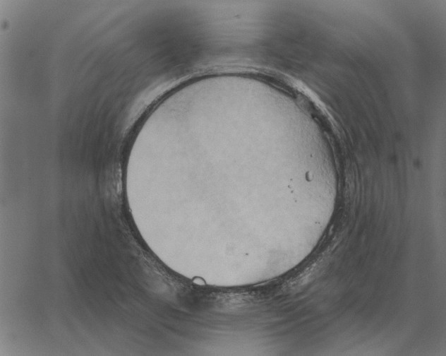 X0000062891461200602101729