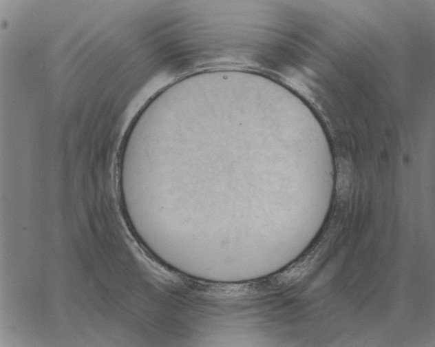 X0000062891474200602101729