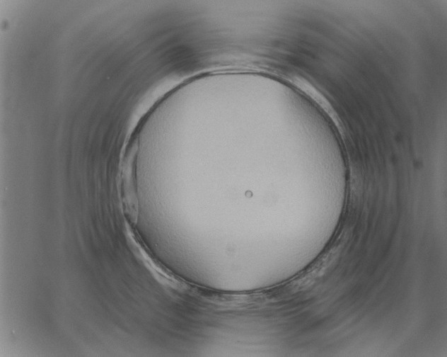 X0000062891485200602101729