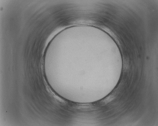 X0000062891486200602101729